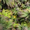 Purple Pineapple Express cannabis leaf fade