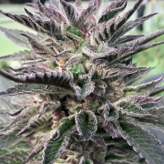 Prism cannabis seeds