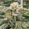 triple stuffed cannabis strain exotix genetics