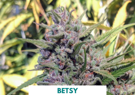 Betsy cannabis strain | 707 Seedbank