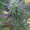 purple early train cannabis seeds hi elevations genetics freak show