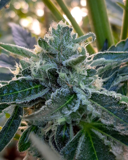 Imperial Dank cannabis seeds | 707 Seedbank