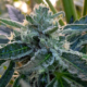 Imperial Dank cannabis seeds | 707 Seedbank