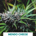 Mendo Cheese cannabis seeds | | 707 Seedbank