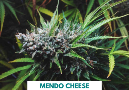 Mendo Cheese cannabis seeds | | 707 Seedbank