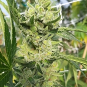 Millionaire cannabis strain | 707 Seedbank