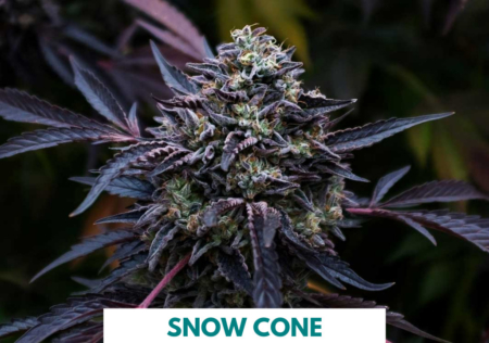 Snow Cone cannabis seeds | 707 Seedbank