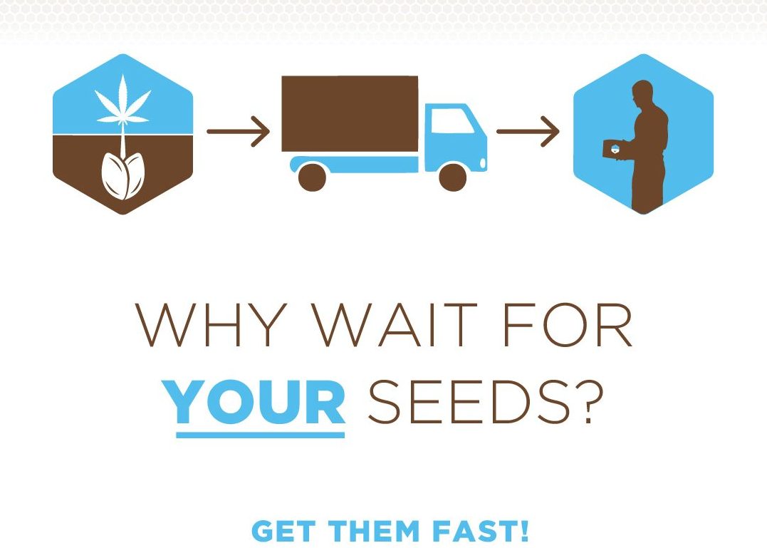 Fast shipping cannabis seeds