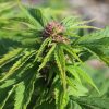 Duckweb IBL cannabis plant