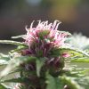 Pink pistils on marijuana plant Duckweb IBL