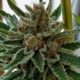 chempower cannabis seeds