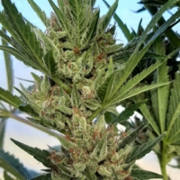 porion d amour seeds, bred by 707 seedbank