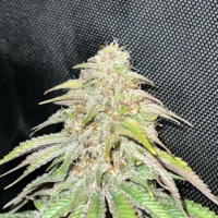 Potion d' amour mmj seeds