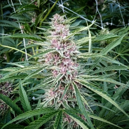 potion d' amore marijuana seeds