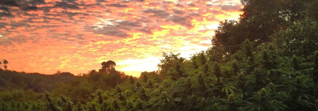 outdoor marijuana seeds field at sunset