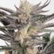 Good Heavens cannabis seeds by Annunaki Genetics