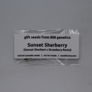 Sunset Sherberry freebie cannabis seeds