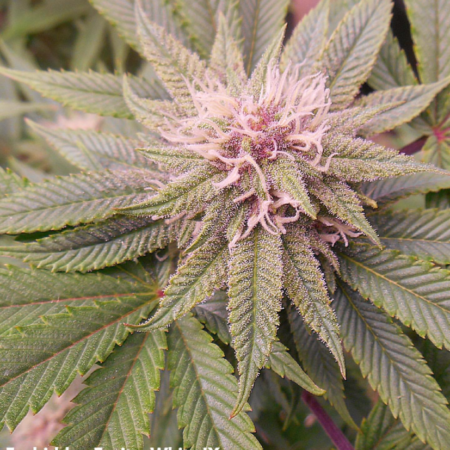 Rubber Necker Cannabis strain