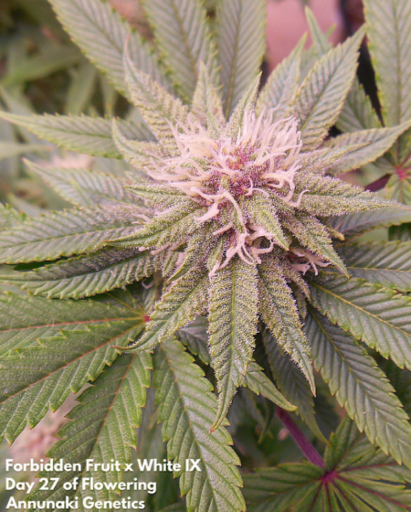 Rubber Necker Cannabis strain
