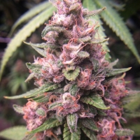 ecss marijuana seed bred by annunaki genetics
