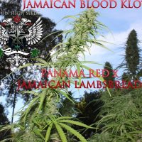 Jamaican Blood Klot