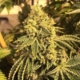 caesar cannabis seeds