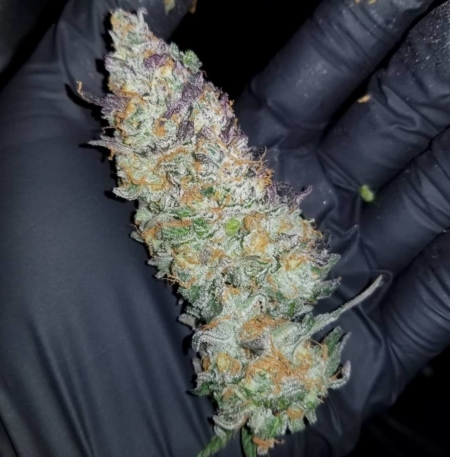 Guicy Banger Exotic genetics cannabis seeds