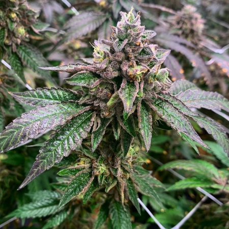 scoops cannabis seeds exotic genetics