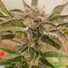 strawberries and cream f2 cannabis seeds