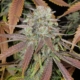 five star marijuana seed mass medical strains