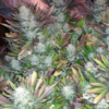 mass medical strains mr e s1 marijuana seeds