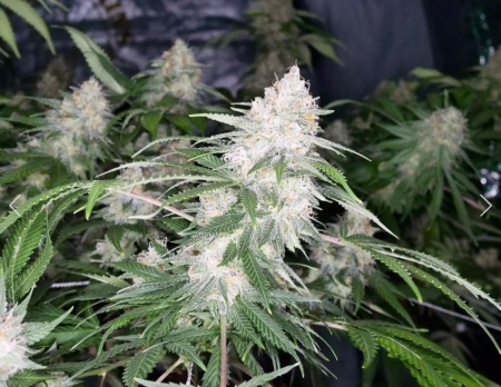 eastcoasterlamb seed pack mass medical strains marijuana