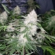 eastcoasterlamb seed pack mass medical strains marijuana