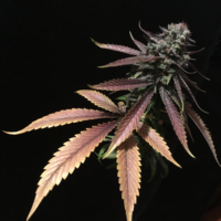 5 star marijauna seeds mass medical cannabis strains