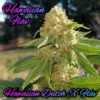 hawaiian flav marijuana seeds