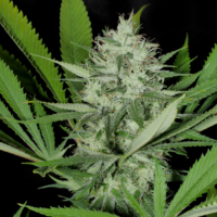 heavenly sativa cannabis seed packs mass medical strains
