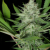 heavenly satica marijuana seeds mass medical strains