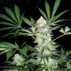 Mr E S1 cannabis seeds mass medical strains