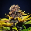 star pupil cannabis seeds mass medical strains