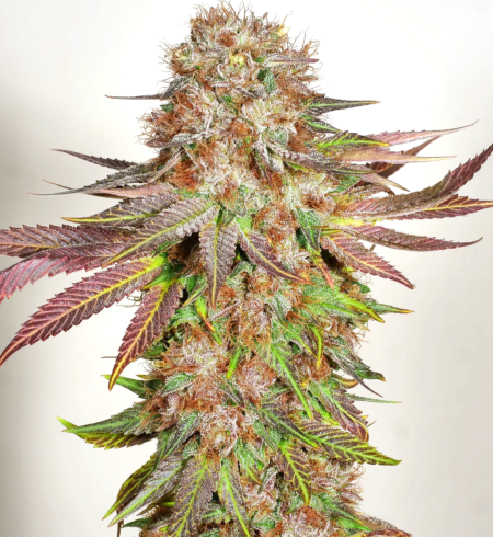 bubba pupil mass medical marijuana seed strains