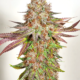 bubba pupil mass medical marijuana seed strains