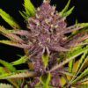 mass medical strains putang cannabis seeds