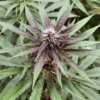 putang marijuana seeds award winner mass medical strains