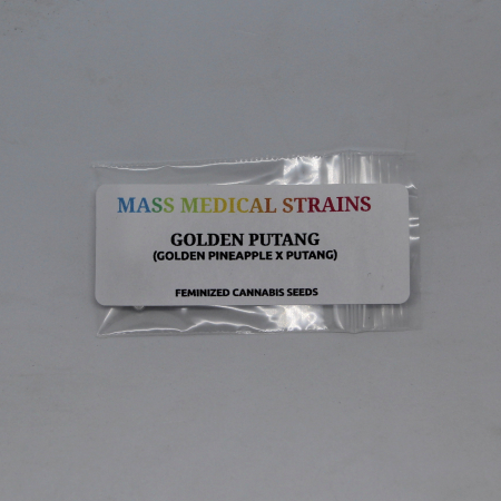 MMS Golden PuTang gift seeds