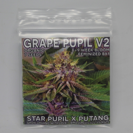 grape pupil v2 cannabis seeds mass medical strains