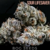 sour lifesaver marijuana seeds from BOG