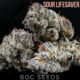 sour lifesaver marijuana seeds from BOG