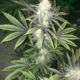 glory hole cannabis seeds mass medical strains