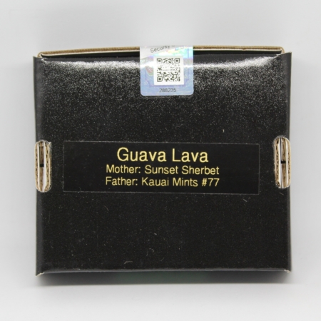 Guava Lava cannabis seeds from 808 Genetics