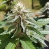 strawberry slurpee cannabis strain fancy weed